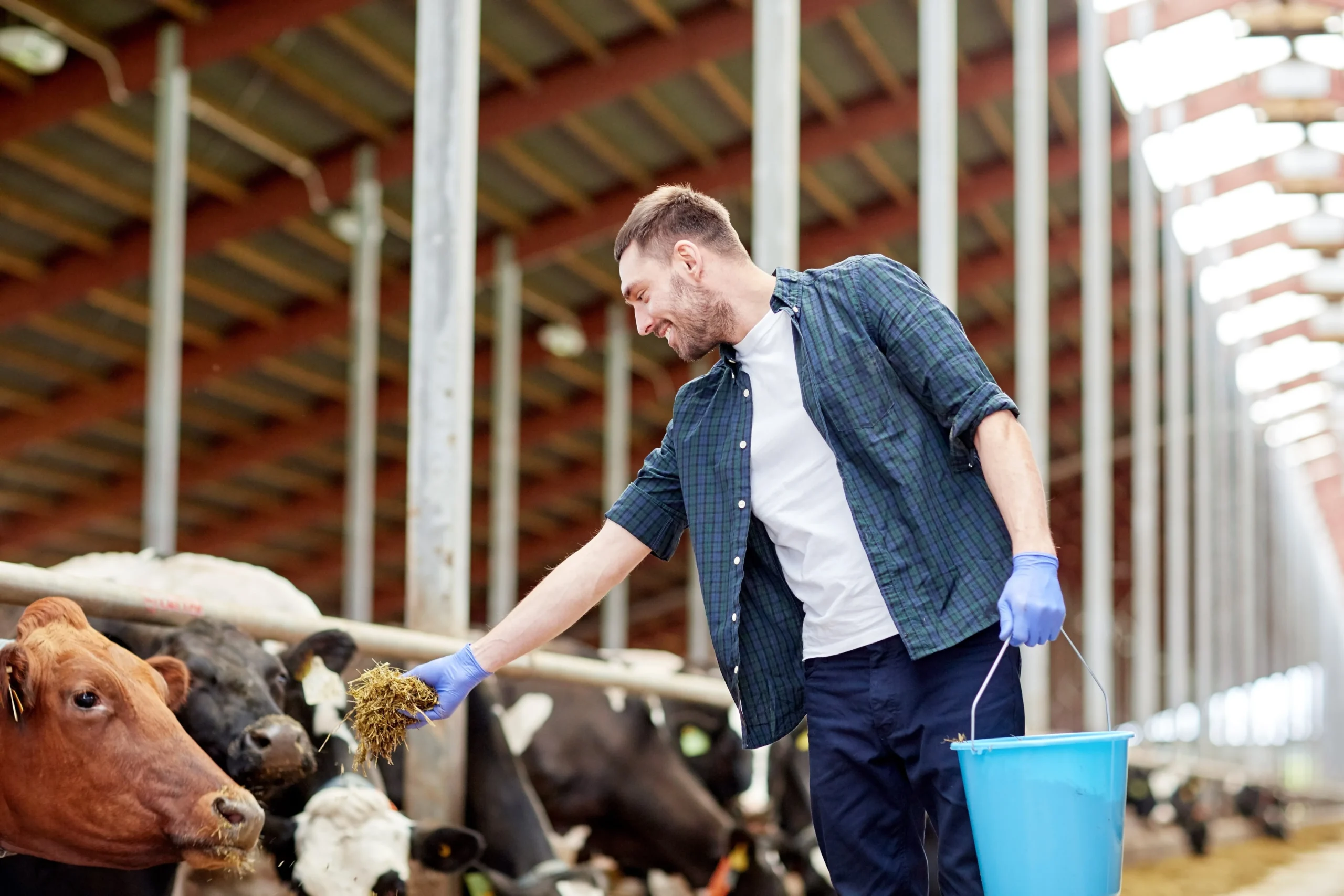 man-feeding-cows-with-hay-in-cowshed-on-dairy-farm-2024-09-28-02-22-59-utc